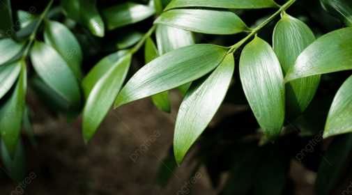 Bamboo Cypress Body Oil